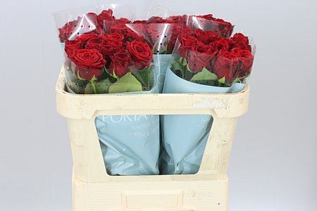 Roses