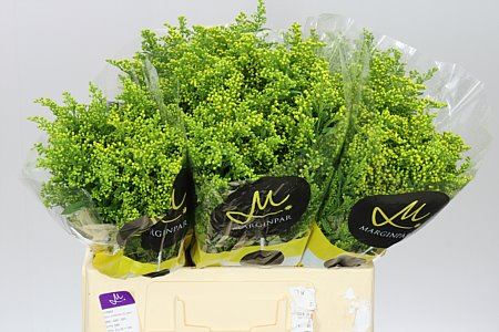 Solidago