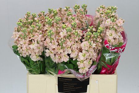 Mathiola (stocks) - Tanacetum